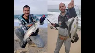 לברק 2 קילו | גומברים עקשנים ואקשן בלי סוף | Seabass 2kg | Bluefish Stubborn