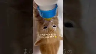 赤ちゃん時代のちゃちゃまる🐱　#保護猫 #ねこ #猫のいる生活 #shorts #cat #猫動画 #squidgame #babycat