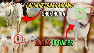 Aaj Srif Shikari! 😱 Lalukhet Bakra Mandi Latest Rates 18 January 26 Full Bargaining Scene🔥