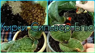 Сансевиерия КИРКИ СИЛЬВЕР БЛЮ🌵Делю три розетки🌸Грунт своими руками🌵Обработка корневища🌸Подбор горшка