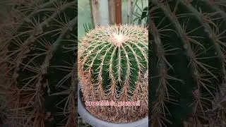 Kroenleinia grusonii, popularly known as the golden barrel cactus, golden ball, 