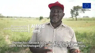 Embracing climate smart, resilient practices in rice cultivation