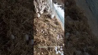 Geese laying eggs in the nest