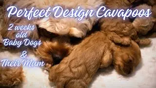 2 WEEKS OLD CAVAPOO BABY DOGS and THEIR BEAUTIFUL, LOVING MUM