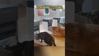Pet Feeder ##❗️❗️