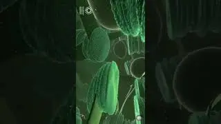 Quantum Superpowers of Plants