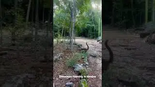 Dinosaurs roaming in Mexico... Actually they are Coatis in reverse😊 #shorts @#vlog #viral