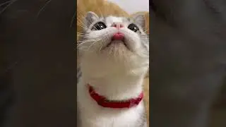 Funny Cat video 😸😁🤪🤣🥰😺 YouTube Shorts Trading Videos #short #shorts #shortvideo #cats #youtubeshorts