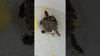 Turtle Eating Shrimp Satisfying Turtle ASMR | Viral Turtle Feeding Short #Shorts #turtle
