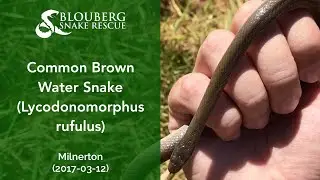 Common Brown Water Snake near Milnerton, Cape Town, Western Cape, South Africa (20170312)