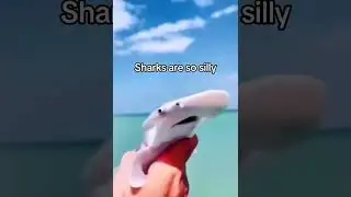 This hammer head shark is so silly #silly #hammerhead #shortsviral #funny #funnyshorts #meme #viral