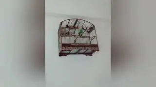 COLEIRO TUI TUI TUI FIBRA 