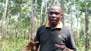 profitable Rubber farming business in Nigeria