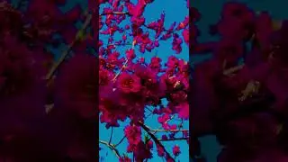 Indians in Japan 🇮🇳🇯🇵 | Travel, Family & Daily Life Vlogs