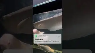 Top 5 best silver arowana tank mates #arowana #shorts