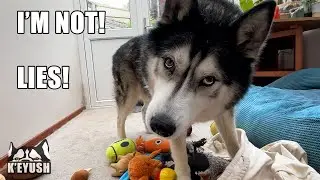Told My Husky He’s Actually A CAT! He’s Denies it!