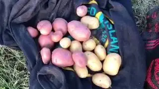 Just Taken Over An Allotment- Day 1 - Plant Based UK Vlog 1