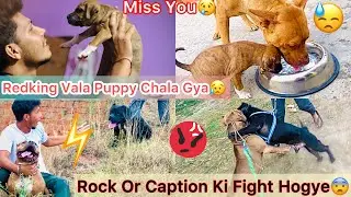 Chota Puppy Aj Chala Gya😢|| Rock Or Captain Ki Ladai Hogye😨