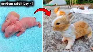 Rabbit growth || Baby Rabbit Care day by day  - Rabbits grow Up