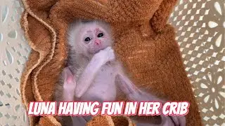The Cozy Cradle Lulls Baby Monkey Luna to Sleep!!!
