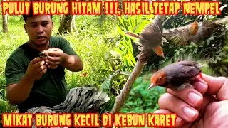 MIKAT BURUNG KECIL PRENJAK KEPALA MERAH PAKE PULUT BURUNG YANG UDAH MENGHITAM