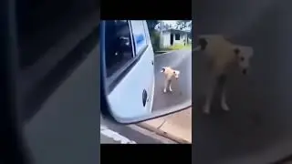 doggo #dog #dogs #cars