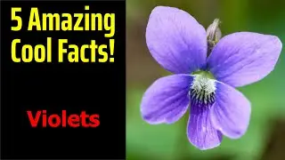 5 Fascinating Facts About Violets