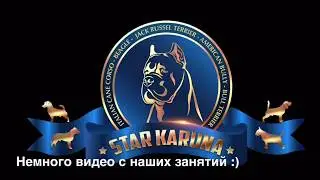 Подготовка к выставкам. Анна Каруна, STAR KARUNA kennel.