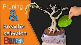 Pruning & Branch&rsquo;s selection Banyan bonsai || Bot bonsai || Ficus Banglensis bonsai