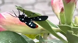 Florida Moth ?