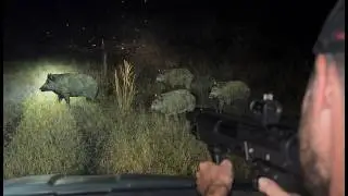 Дробовик DP-12 против дикого кабана!