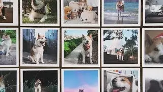 Social Print Studio Puppy Picture Day