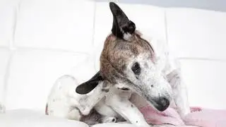 &iquest;Qu&eacute; son las pulgas? Antipulgas | Fancy Pets Medical Solutions