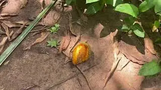 The World&rsquo;s BEST Spice Farm | Zanzibar Pt. 2