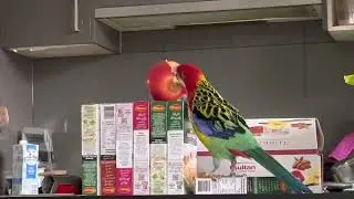 Rosella eating apple