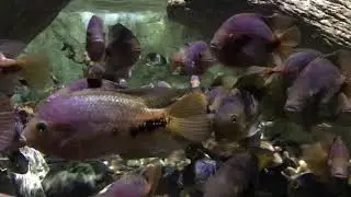 SEA LIFE at Mall of America with tour guide Graham
