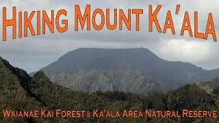 Climbing Mount Ka'ala - Waianae Kai Forest Reserve and Ka'ala Area Natural Reserve