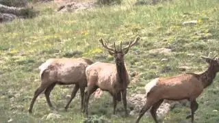 Colorado elk hunt scouting 2015