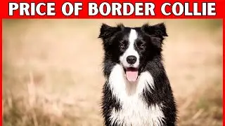 Price of Border Collie Dog | How Much Does a Border Collie Cost?