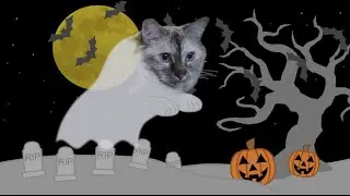 Говорящая кошечка: Кошелек или жизнь #хеллоуин #кошелекилижизнь #смешно #мило