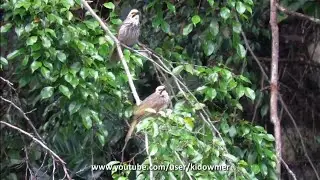 Bird Song: STRAW-HEADED BULBUL's melodious singing, Singapore