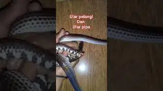 ular pelangi dan ular pipa