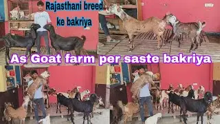 AS Goat farm per saste Shera print ke Rajasthani bakriya our male kids hai available in Hyderabad 