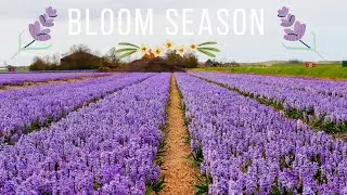 Millions of spring flowers bloom in the Netherlands 🌷
