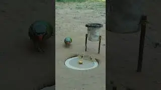 DIY Bird Trap #youtubeshorts
