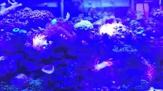 Honest review of current marine orbit led light strip. 36
