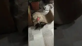 Кот взбесился! | Catzilla!