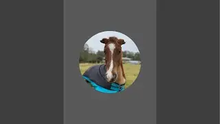 Body clipping my horse Boogie