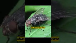 Гд живут мухи? Интересные факты #shorts