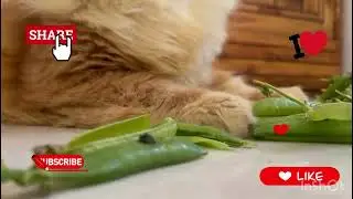 The helping paws 🐾 of our house 😻